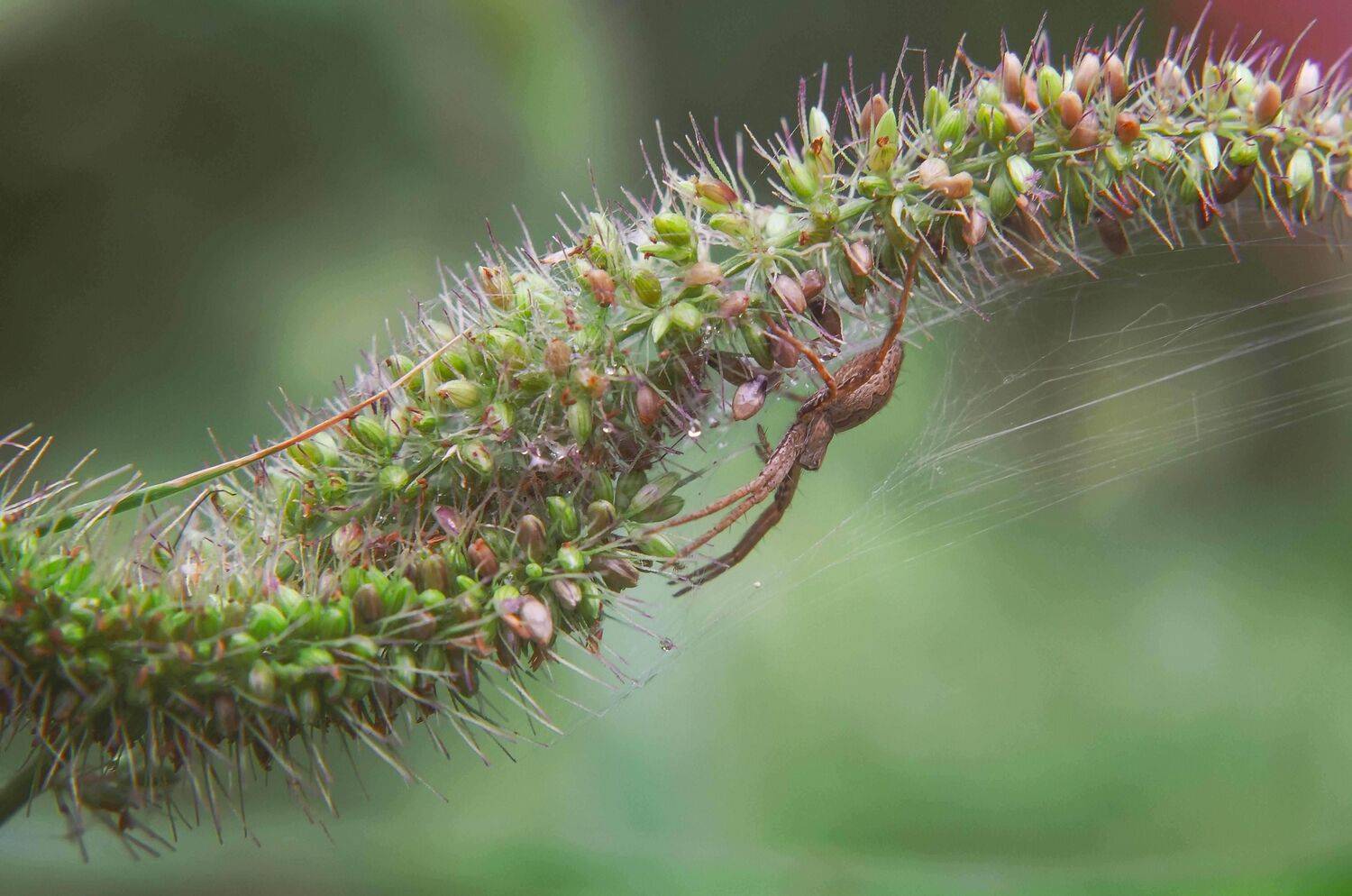 Паук, арахниды, хищник, макро, растения, трава, зеленый, коричневый, Shadow Anna