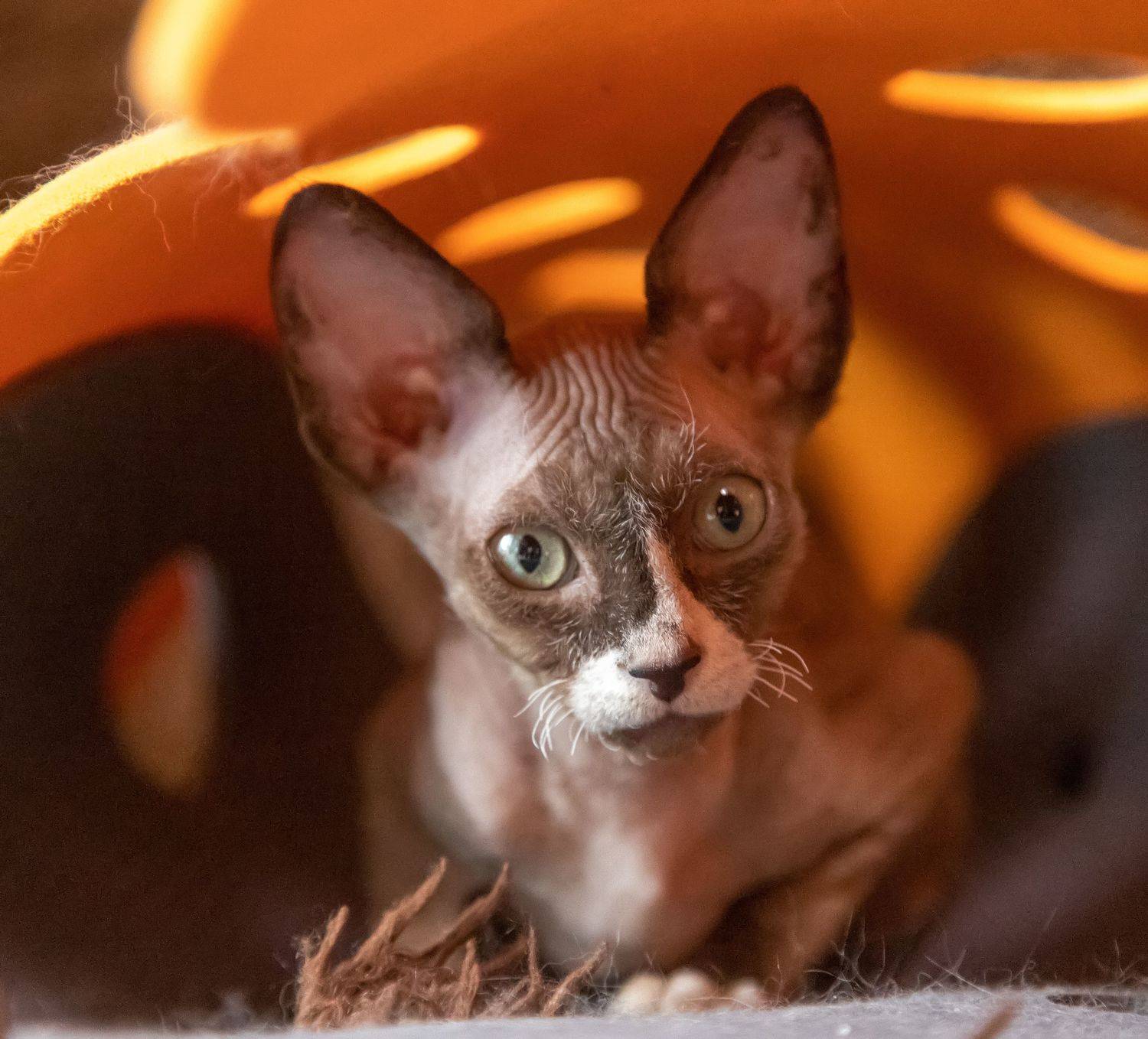 кот, сфинкс, Феденкова Татьяна