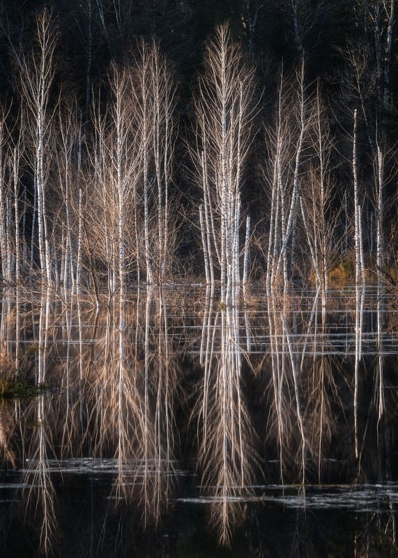 Осенние березки… Autumn birches… фото превью