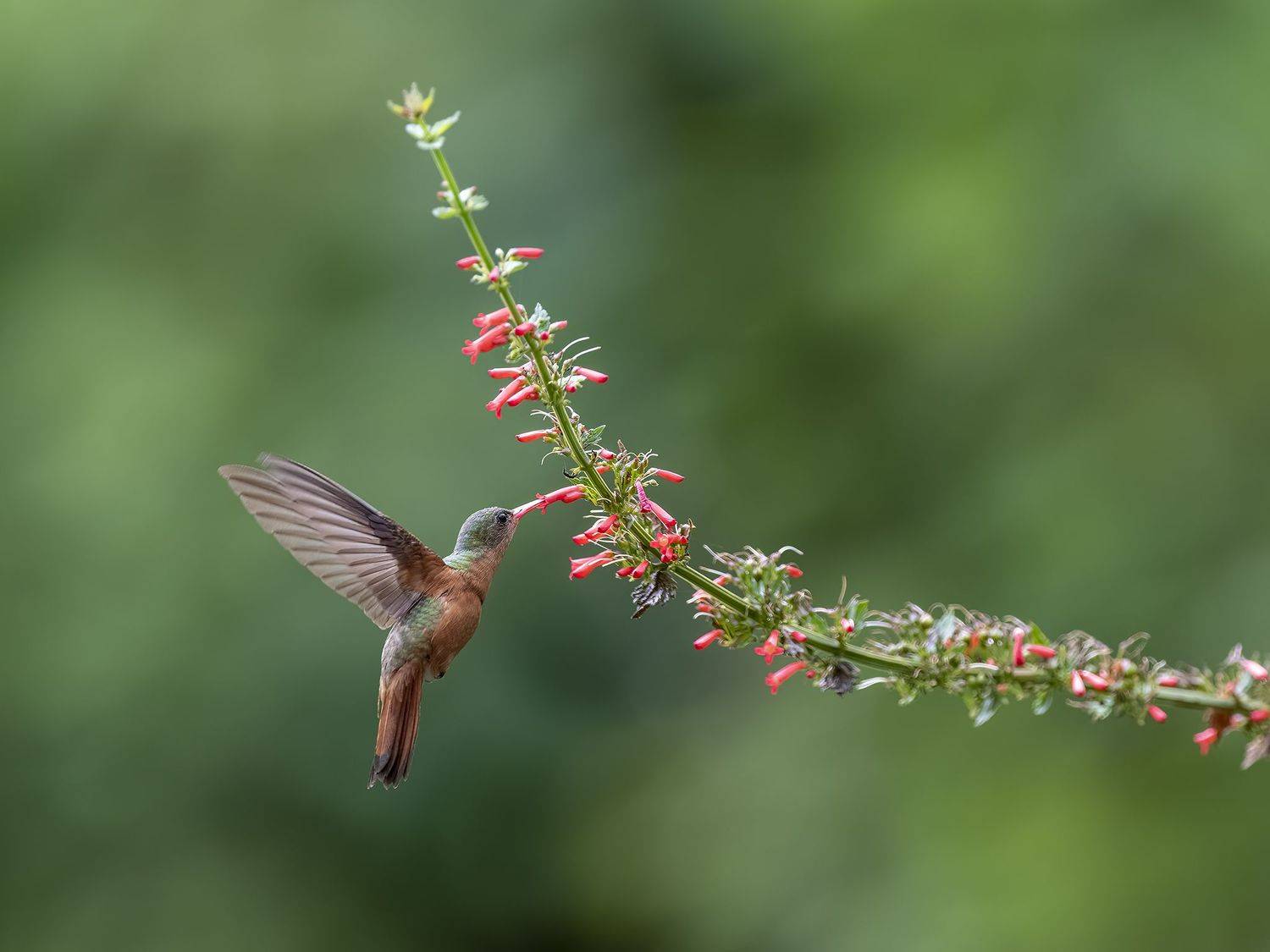 , Burgalin Sequeira Fernando