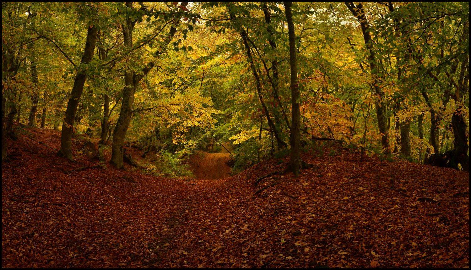 , Владимир Метцгер