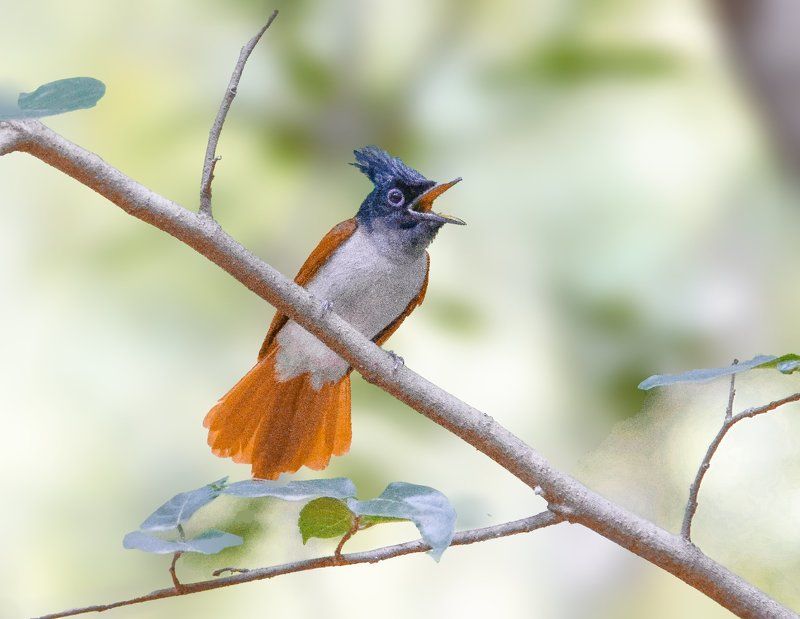 Indian Paradise Flycatcher фото превью