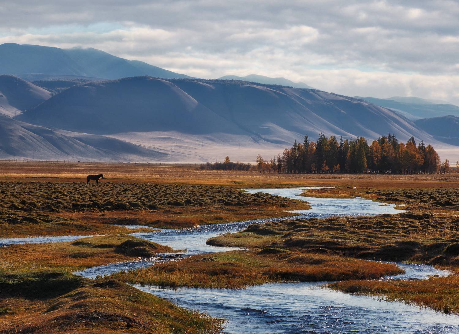 алтай, сибирь, курай, Галина Хвостенко