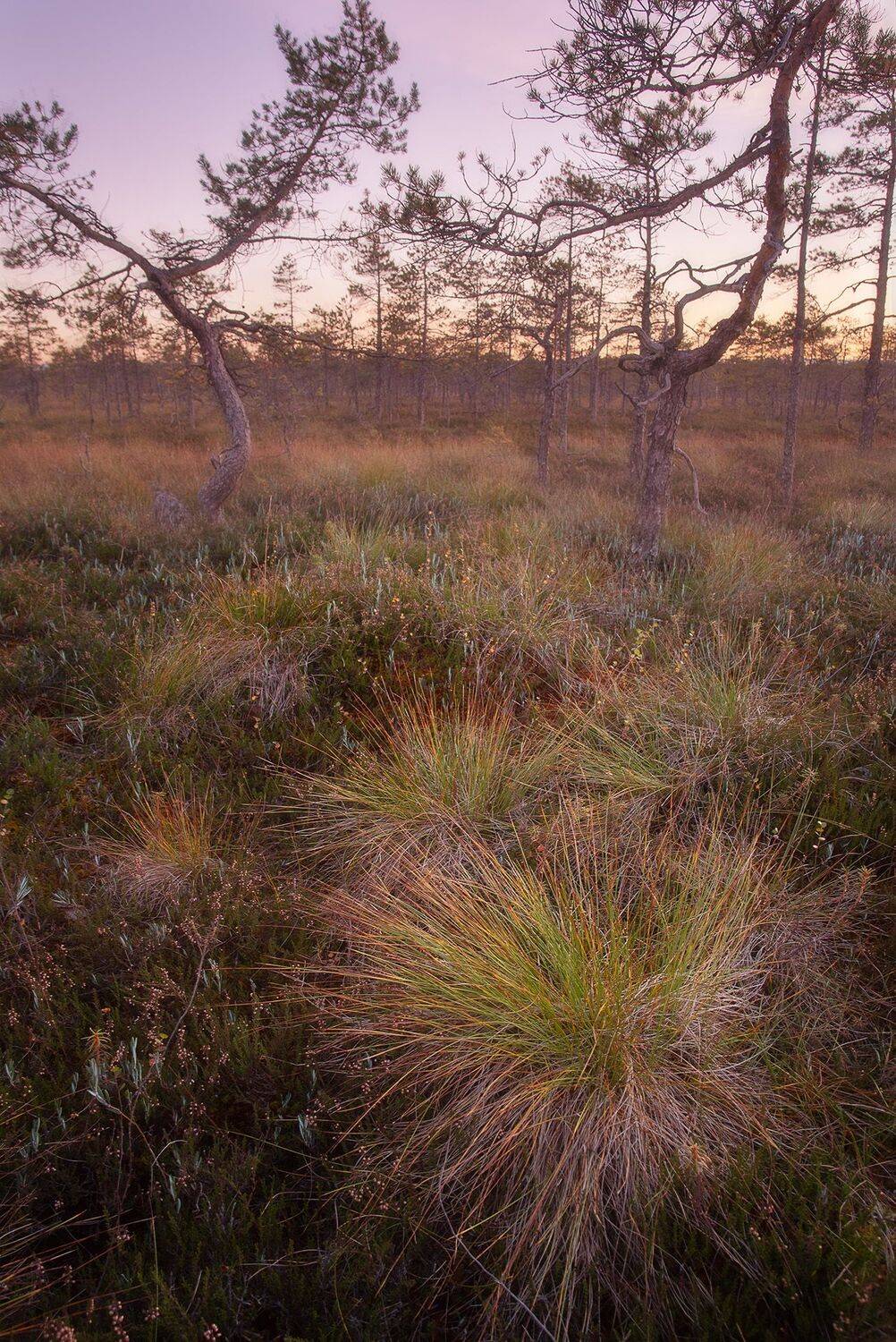 болота, санкт&mdash;петербург , лес, осень, закат,  сентябрь, Чавыкина Анастасия