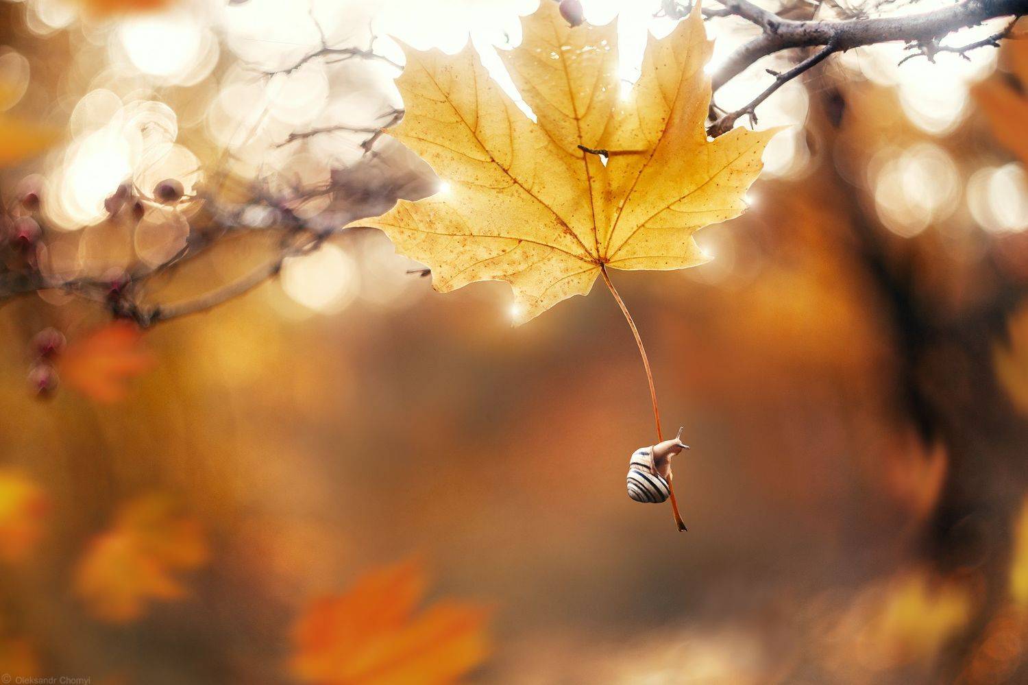 , Александр Чорный