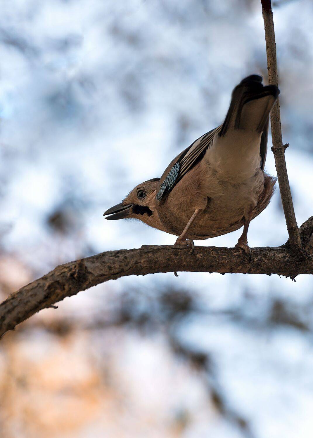 сойка, Алексей Рыльский