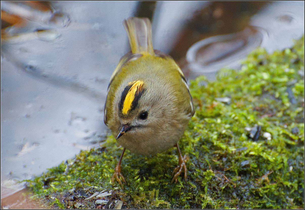 москва, парк, птица, АНАТОЛИЙ ДОВЫДЕНКО