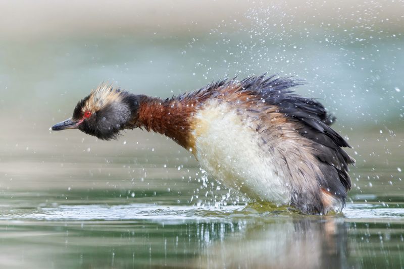 красношейная поганка,grebe,horned grebe,Podiceps auritus, Красношейная поганка фото превью