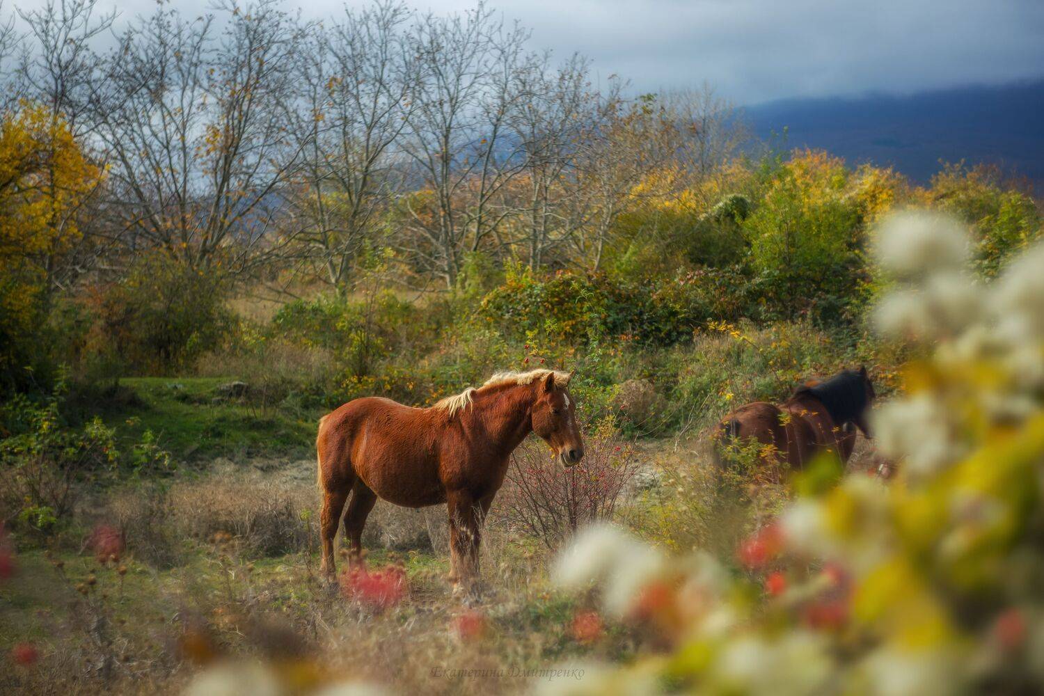 алушта, лучистое, демерджи, горы, лошади, осень, крым, crimea, landscape, Дмитренко Екатерина