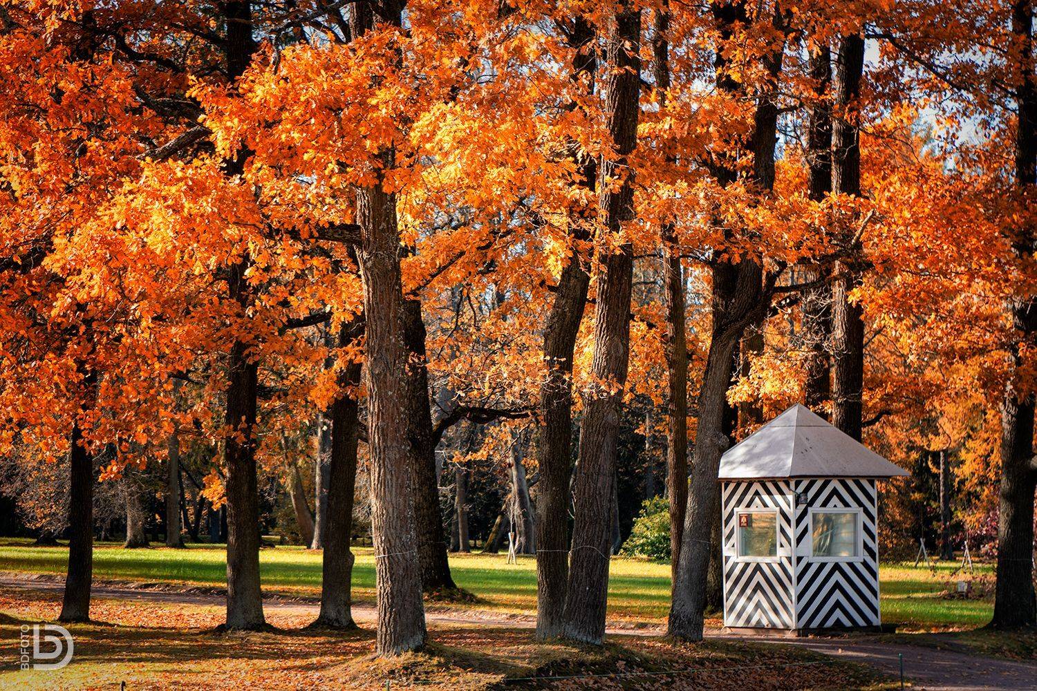 ораниенбаум, Дмитрий Бакулин