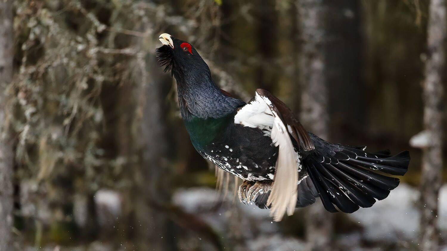 , Калинин Михаил