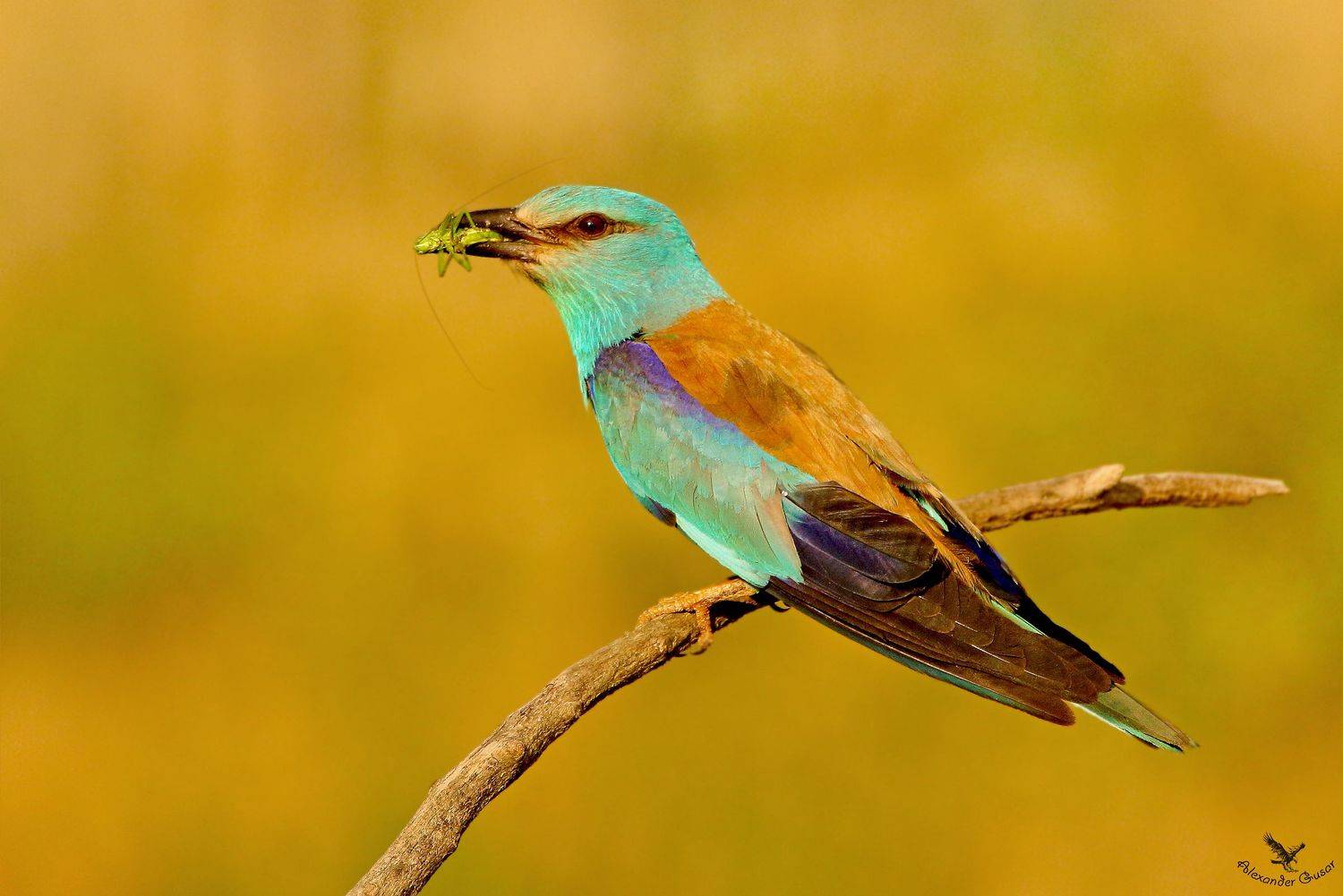 сизоворонка., Александр Гусар