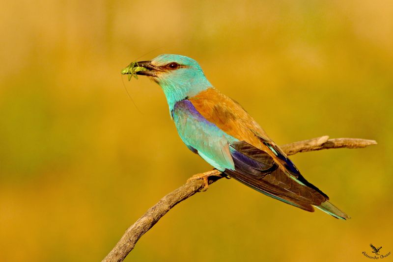 сизоворонка. На закате фото превью