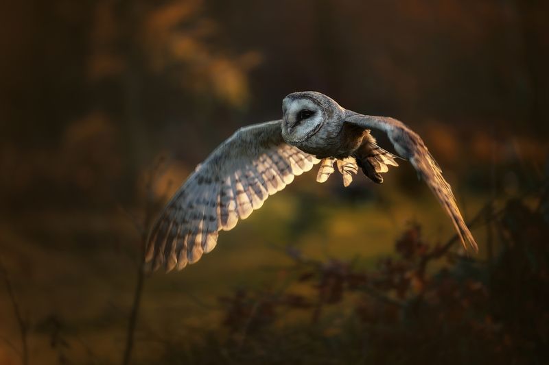 bird, sunset, barn owl, autunm Autumn sunset фото превью