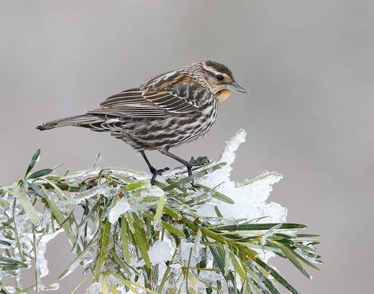 красноплечий чёрный трупиал, red-winged blackbird, трупиал, blackbird, зима, Etkind Elizabeth