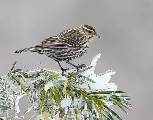 Female. Red-winged blackbird - самка. Красноплечий трупиал