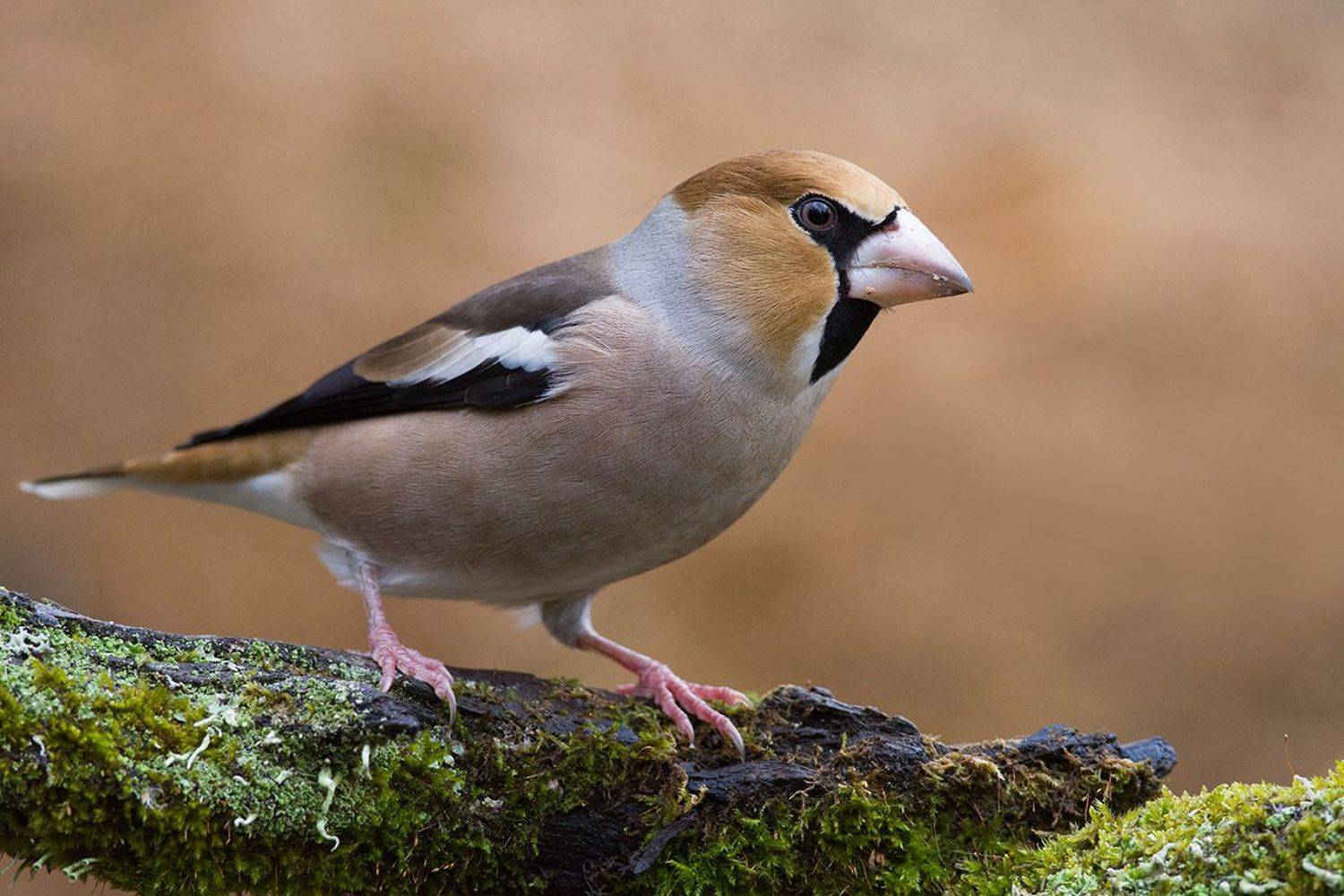 дубонос,самец,осень, Иван