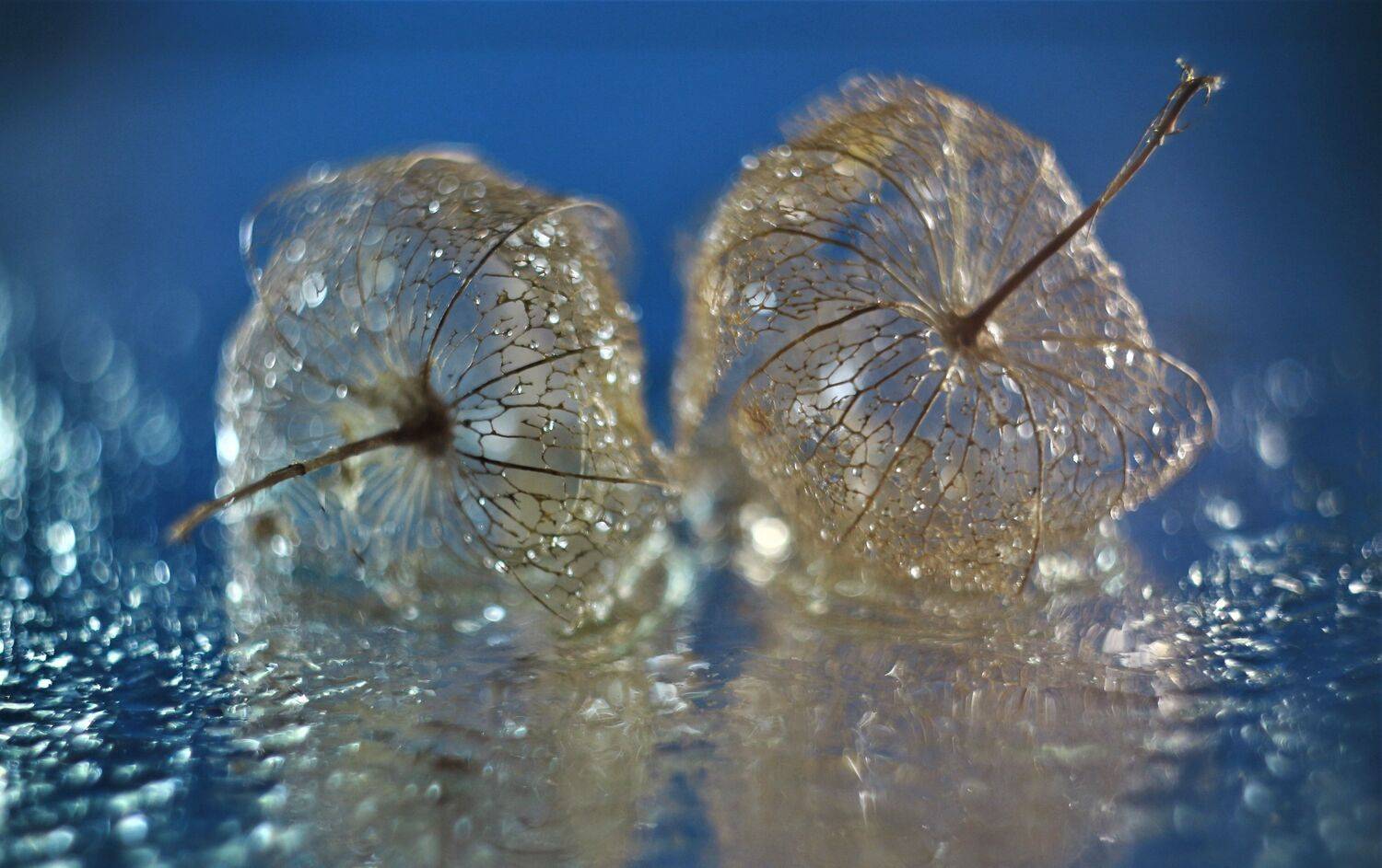 , Людмила Хрусталева*