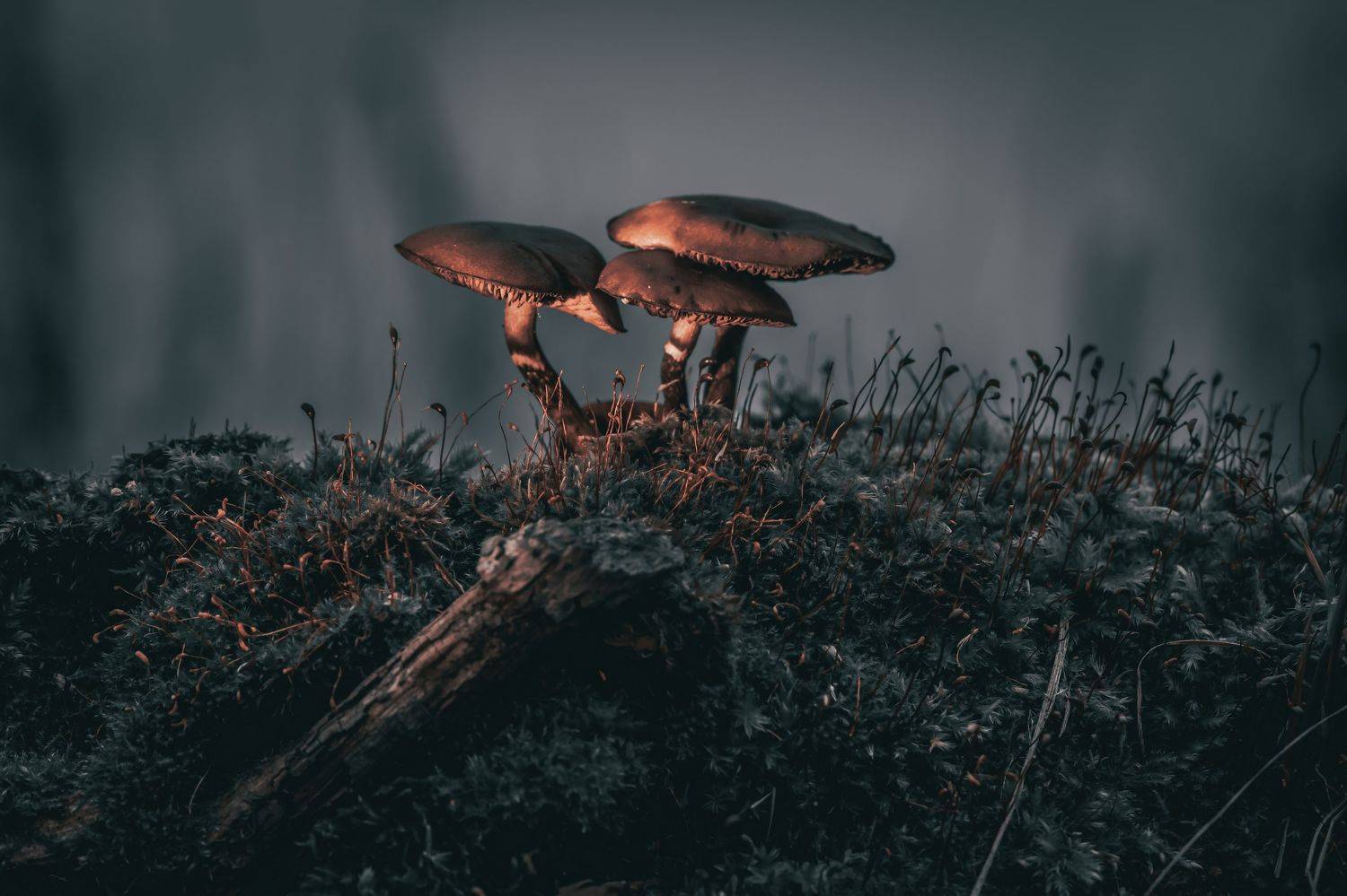 , Семенко Александр