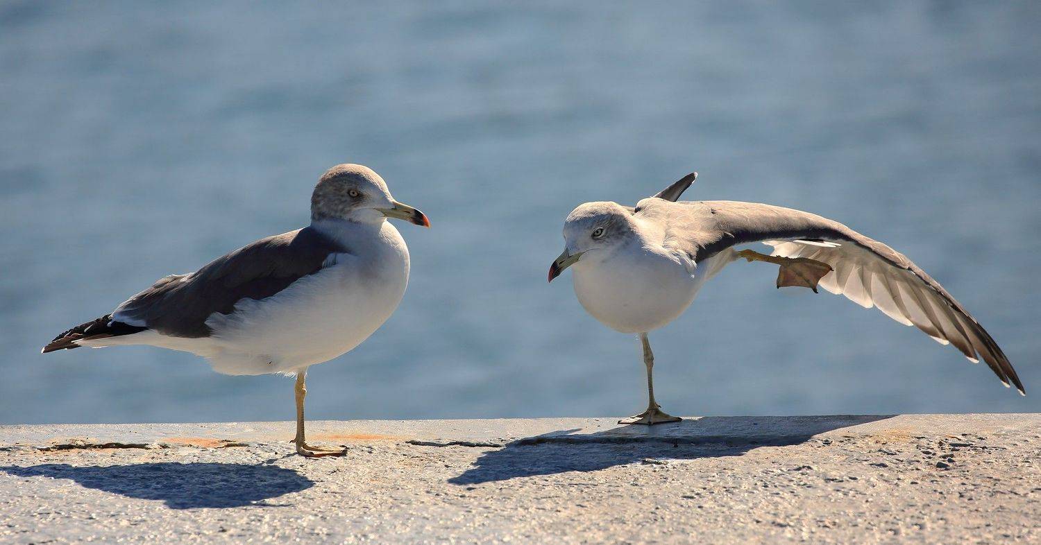чайка чернохвостая море владивосток, Евгений Слободской