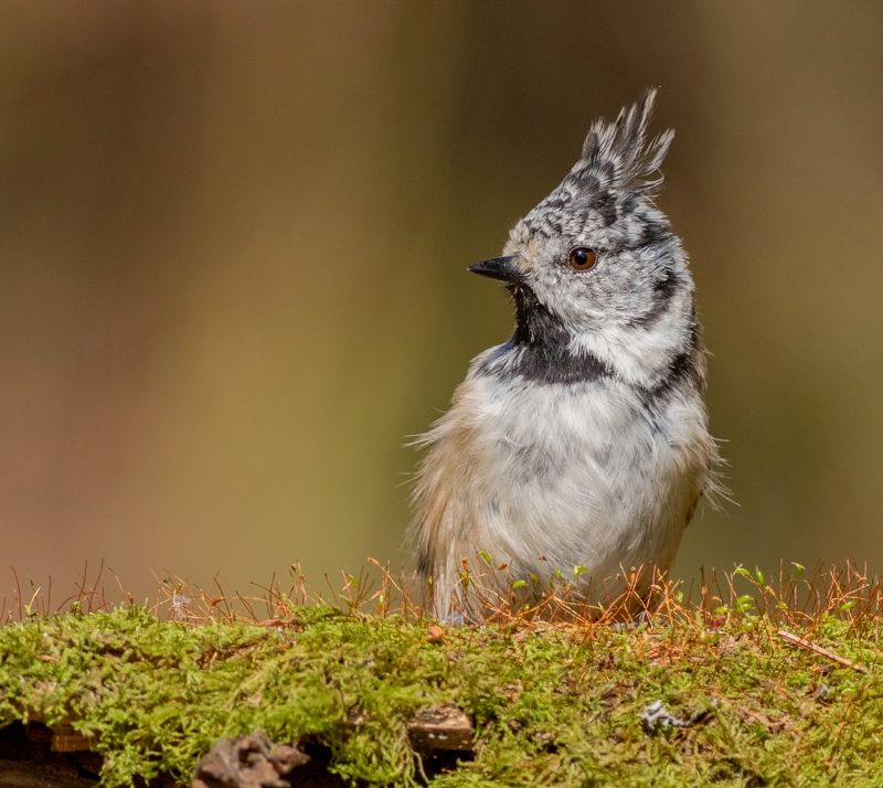 синица, гренадёрка, птица, фотоохота, birds, птицы, wildlife, nature, хохлатая синица, Гренадерка фото превью