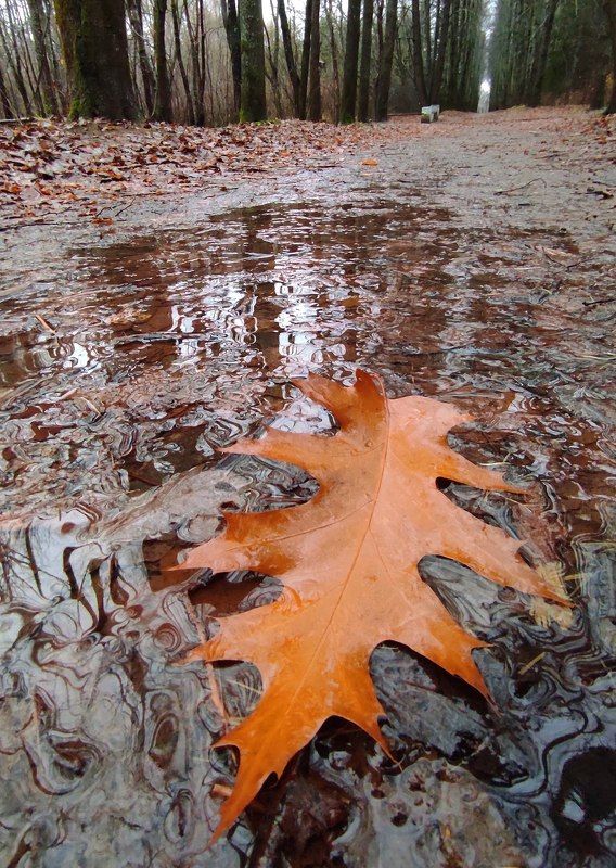 Одинокий лист... фото превью