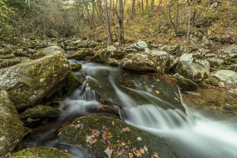 Ручей, осень, тайга  фото превью