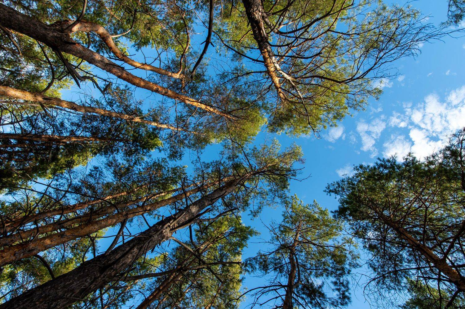 trees, volgograd, russia, wildlife, , Сторчилов Павел