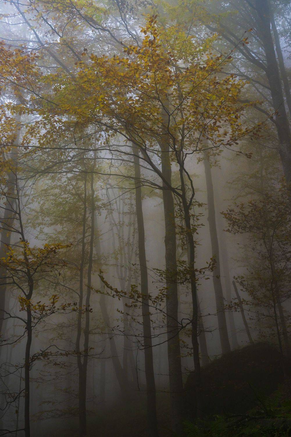 landcape autumn nature  landscape, viktor demidov