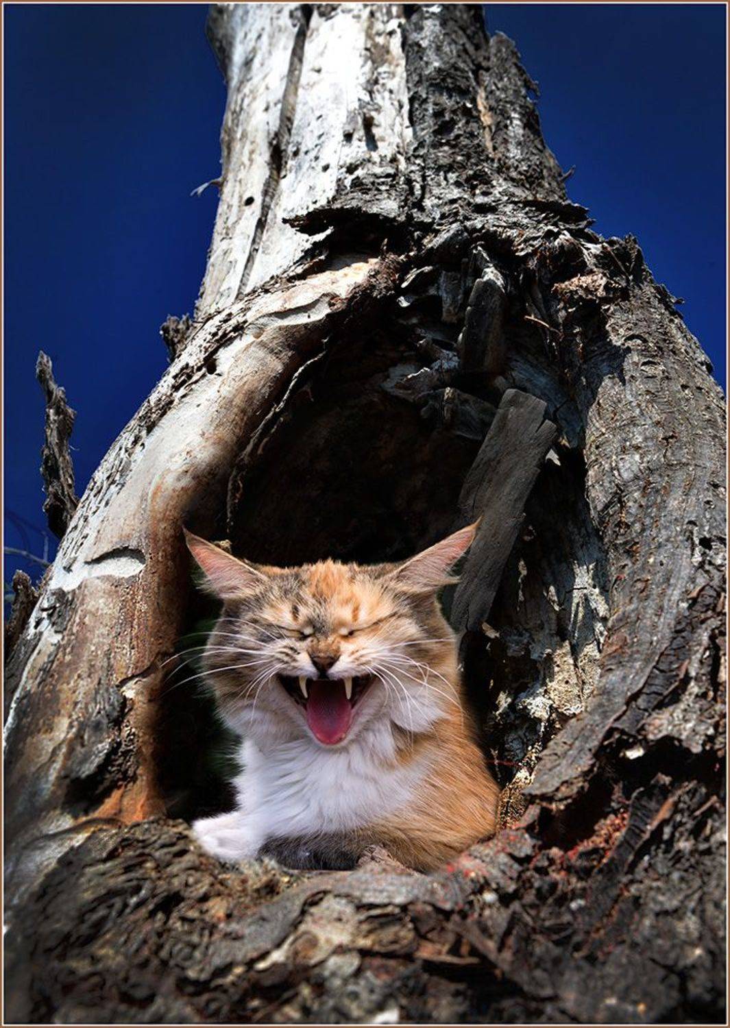 , Владимир Краснов