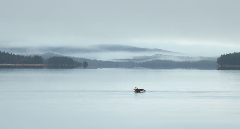 Белое море фото превью