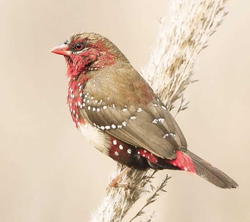 Red Avadavat фото превью