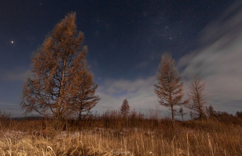 ночь, лес, деревья, забайкальский край, чита, пейзаж, осень, звезды, забайкалье Деревья под луной фото превью
