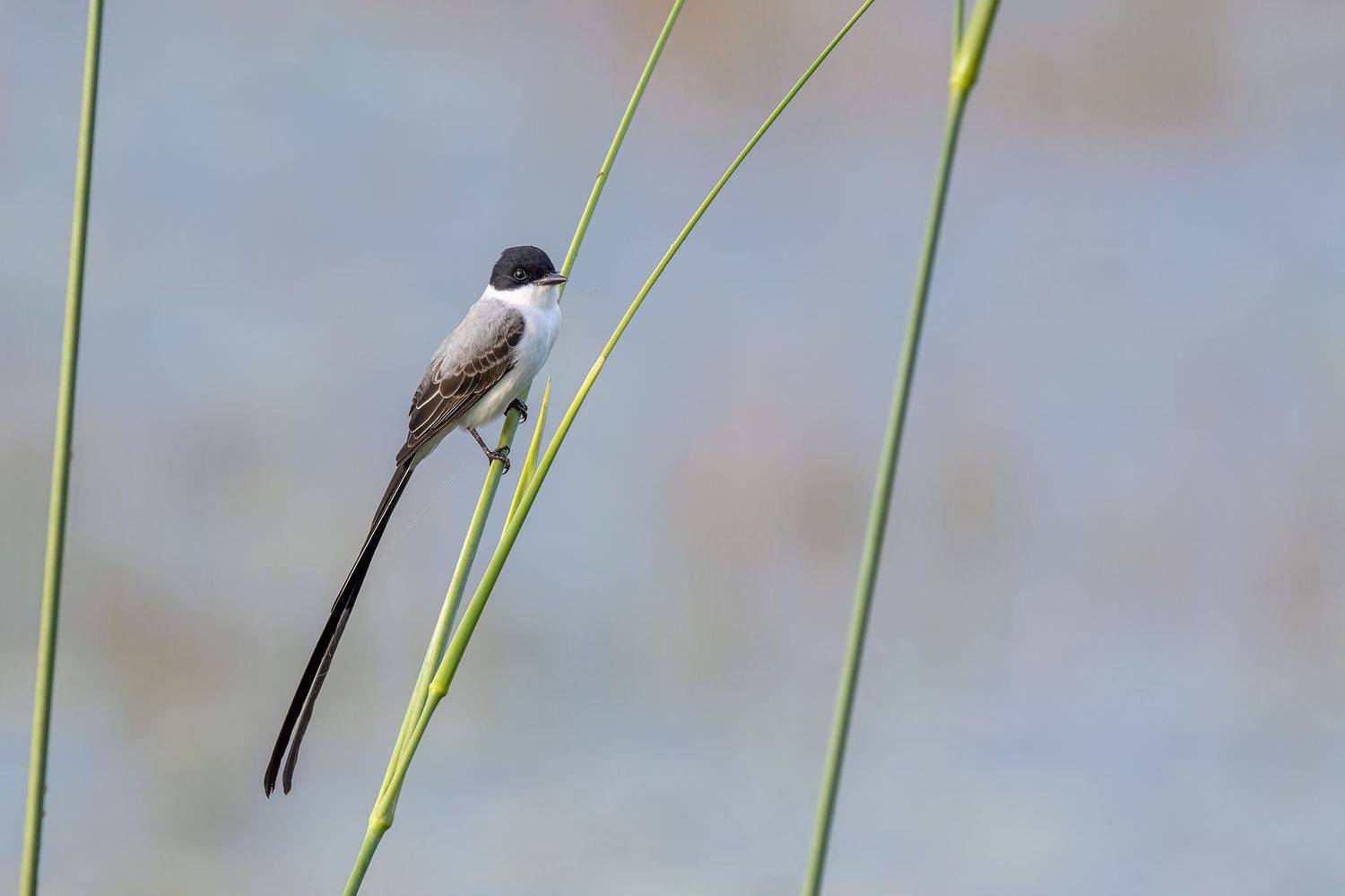 , Burgalin Sequeira Fernando