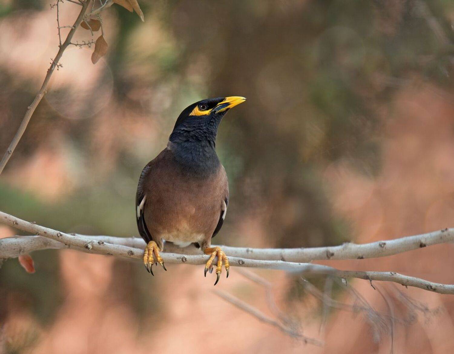 , Людмила Бекман