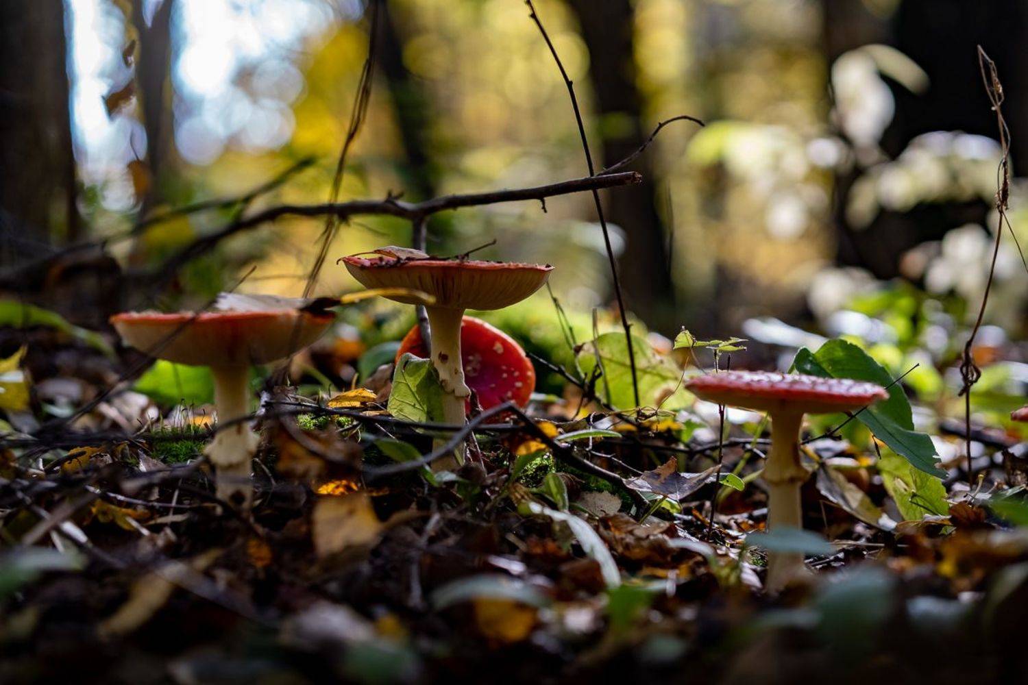 природа, Виктор Парщиков