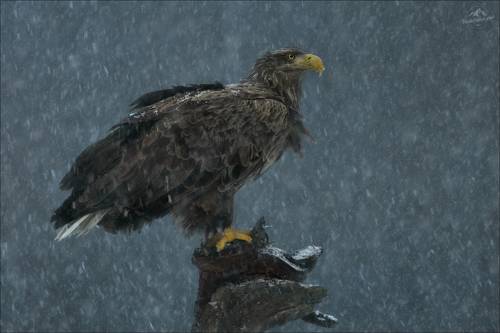 Февральская метель