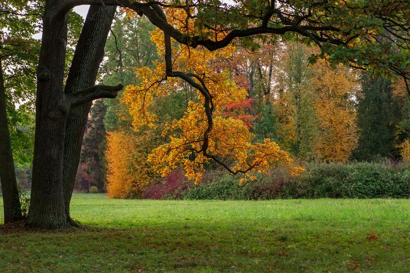 Дуб фото превью