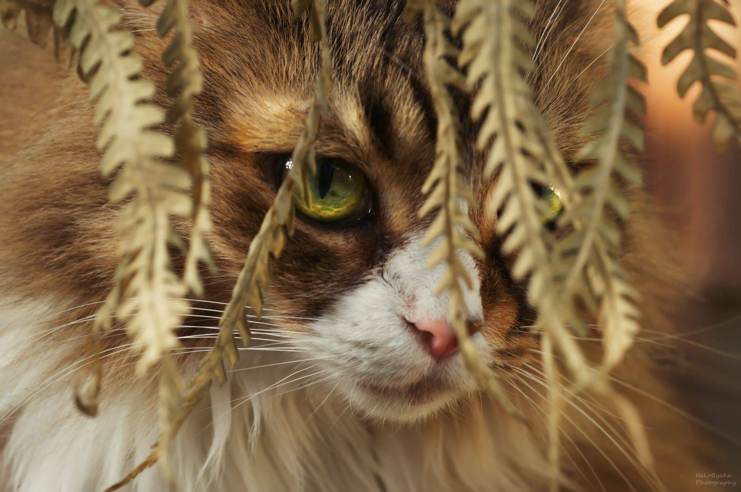 кошка, домашние животные, природа, папоротники, осень, Тараненко Анжелика