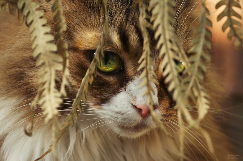 Среди папоротников фото превью