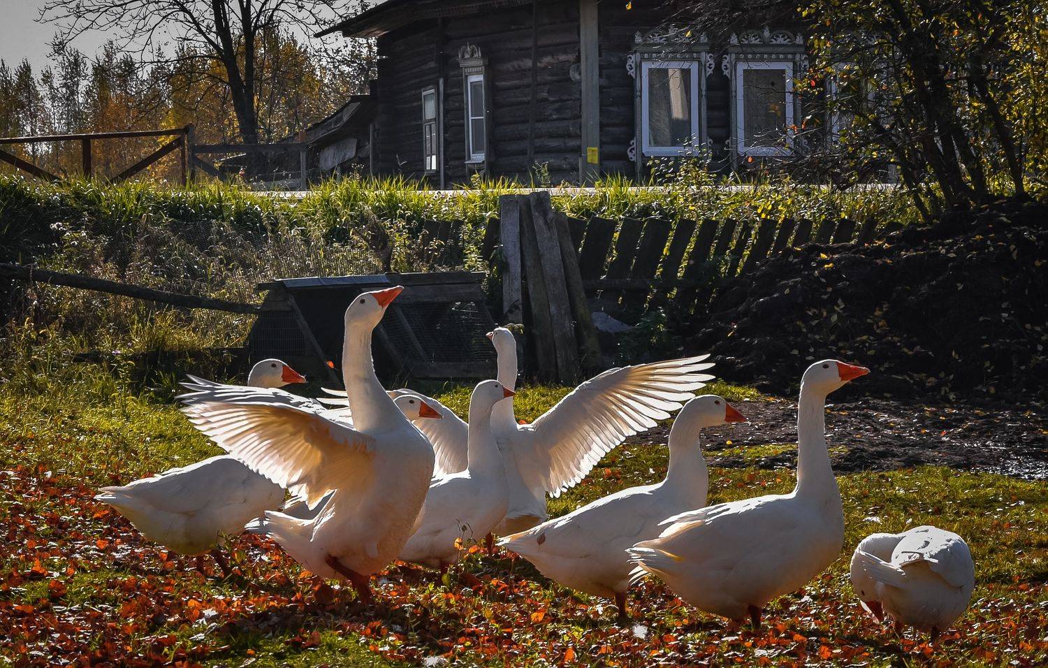 гуси, деревня,, Александрова Ольга