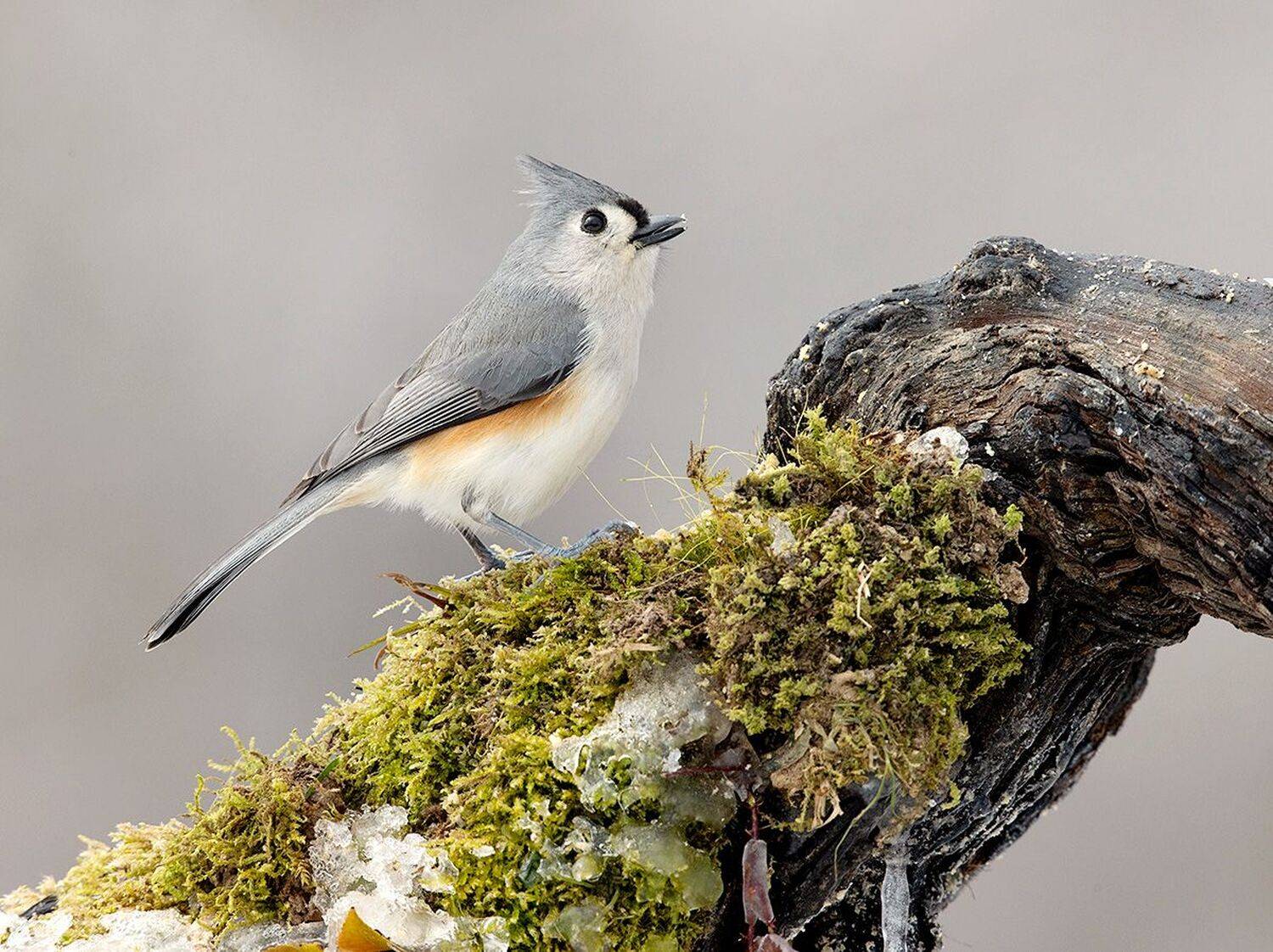 tufted titmouse, острохохлая синица,  синица,  titmouse,  зима, Etkind Elizabeth