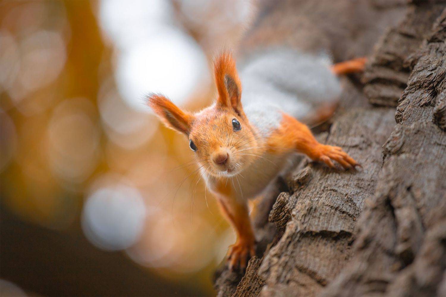 , Чудинин Дмитрий