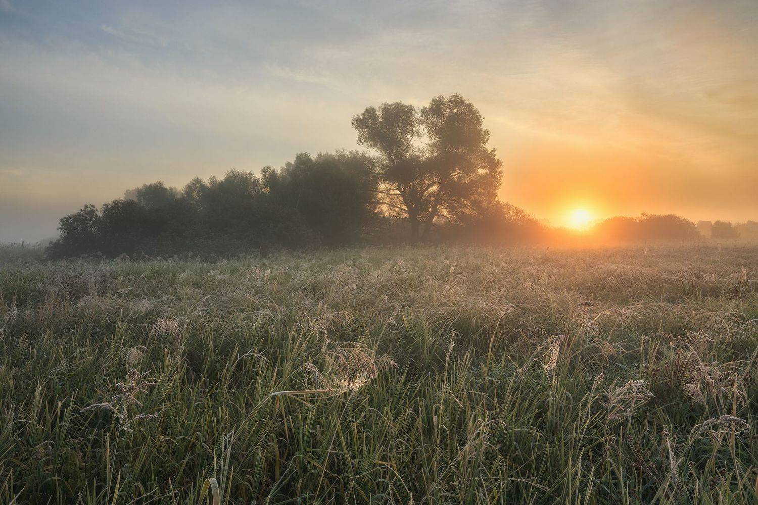 2022, россия, калужская область, осень, сентябрь, деревья, солнце, трава, иней, паутина, туман, Денис Лукьяненко