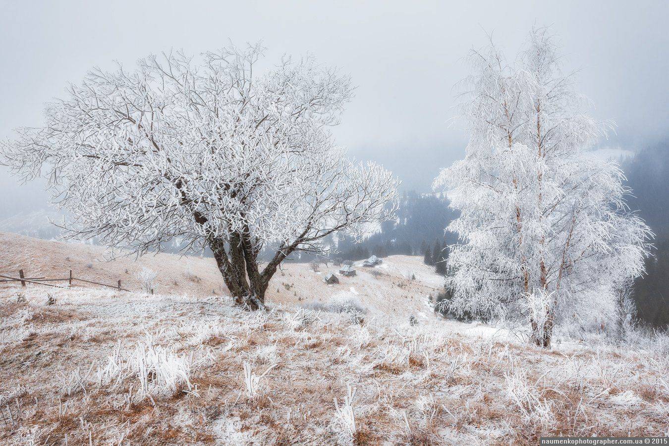 , Александр Науменко