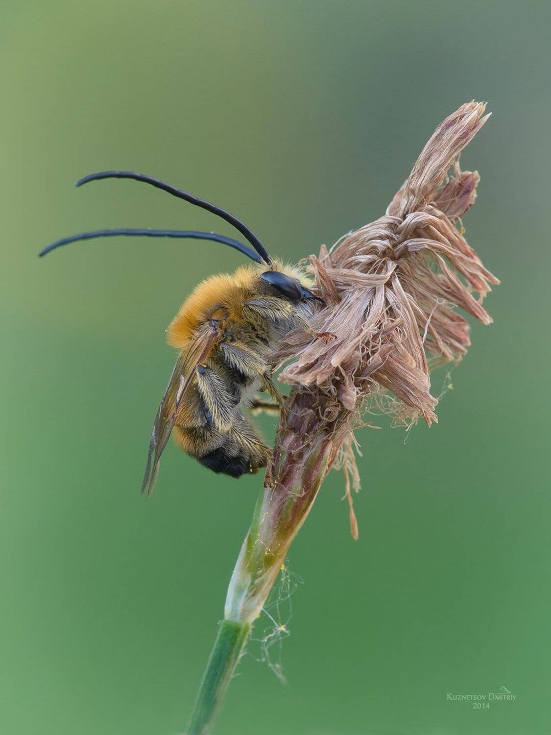 , Кузнецов Дмитрий