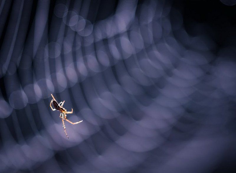 Первый лучик фото превью