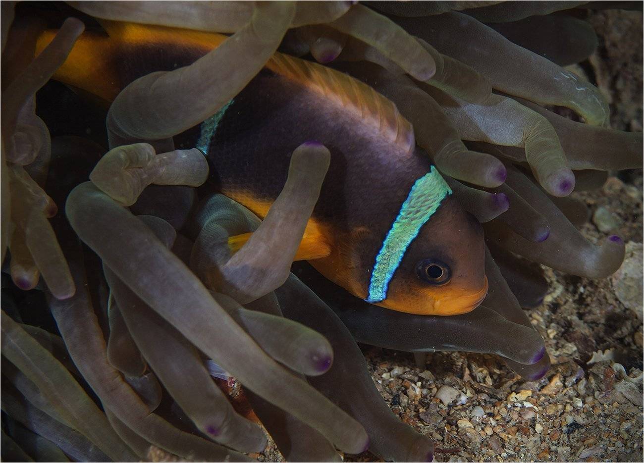 , Сергей Гаспарян