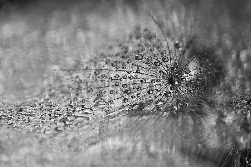 Про капли фото превью