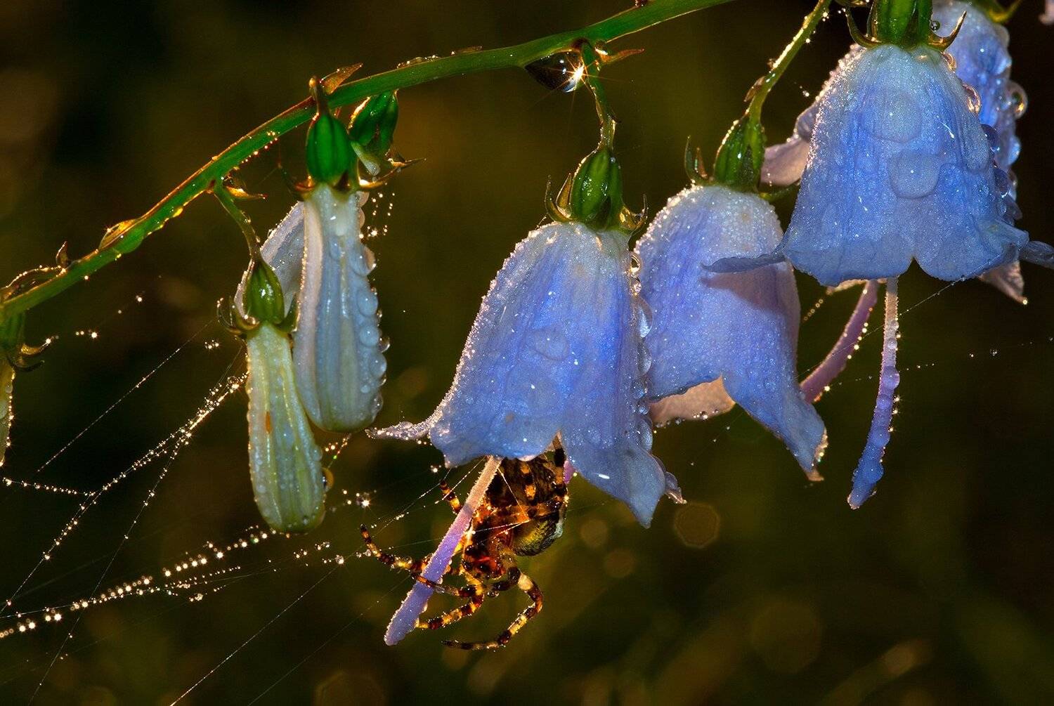 , Орлов Михаил